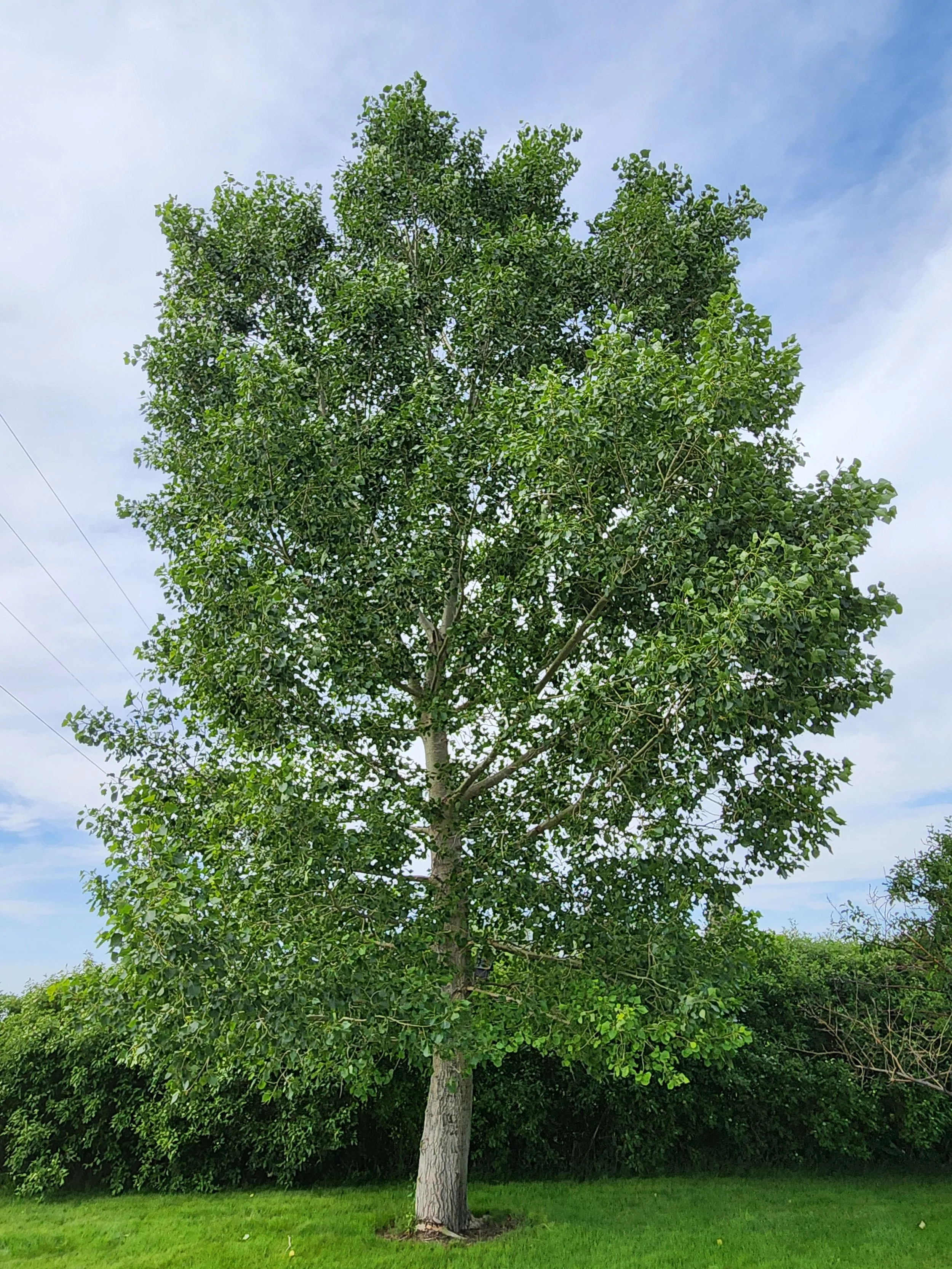 Lanceleaf Poplar - Mature