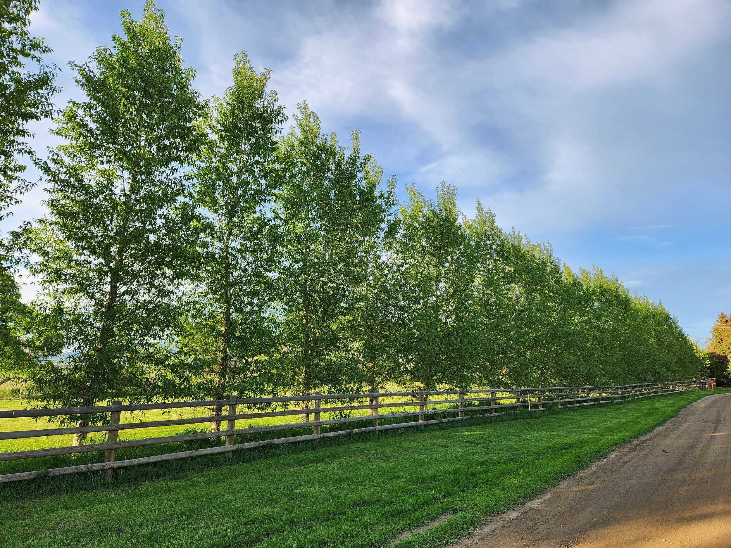 Narrowleaf Poplar - Row