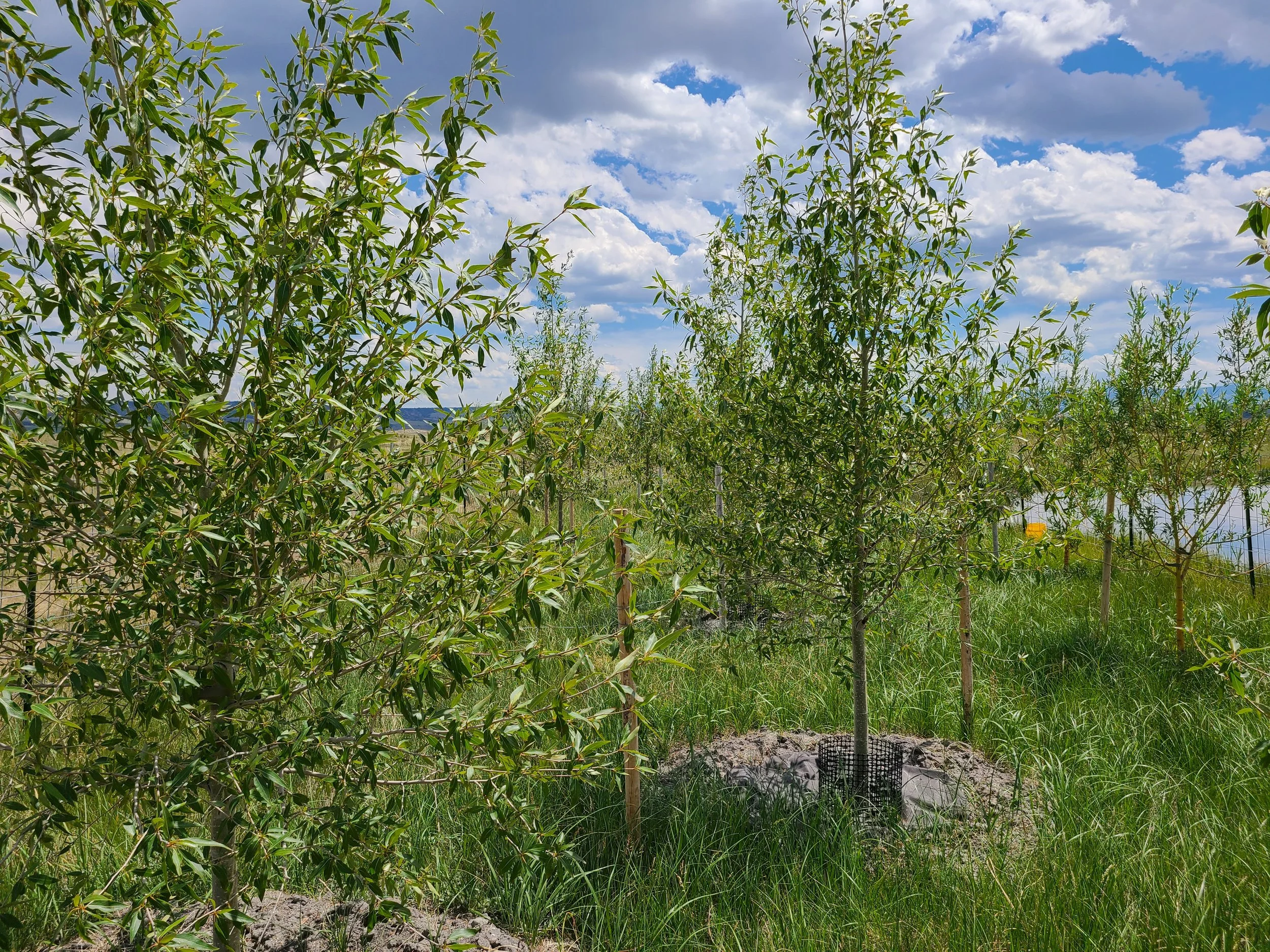 Narrowleaf Cottonwood