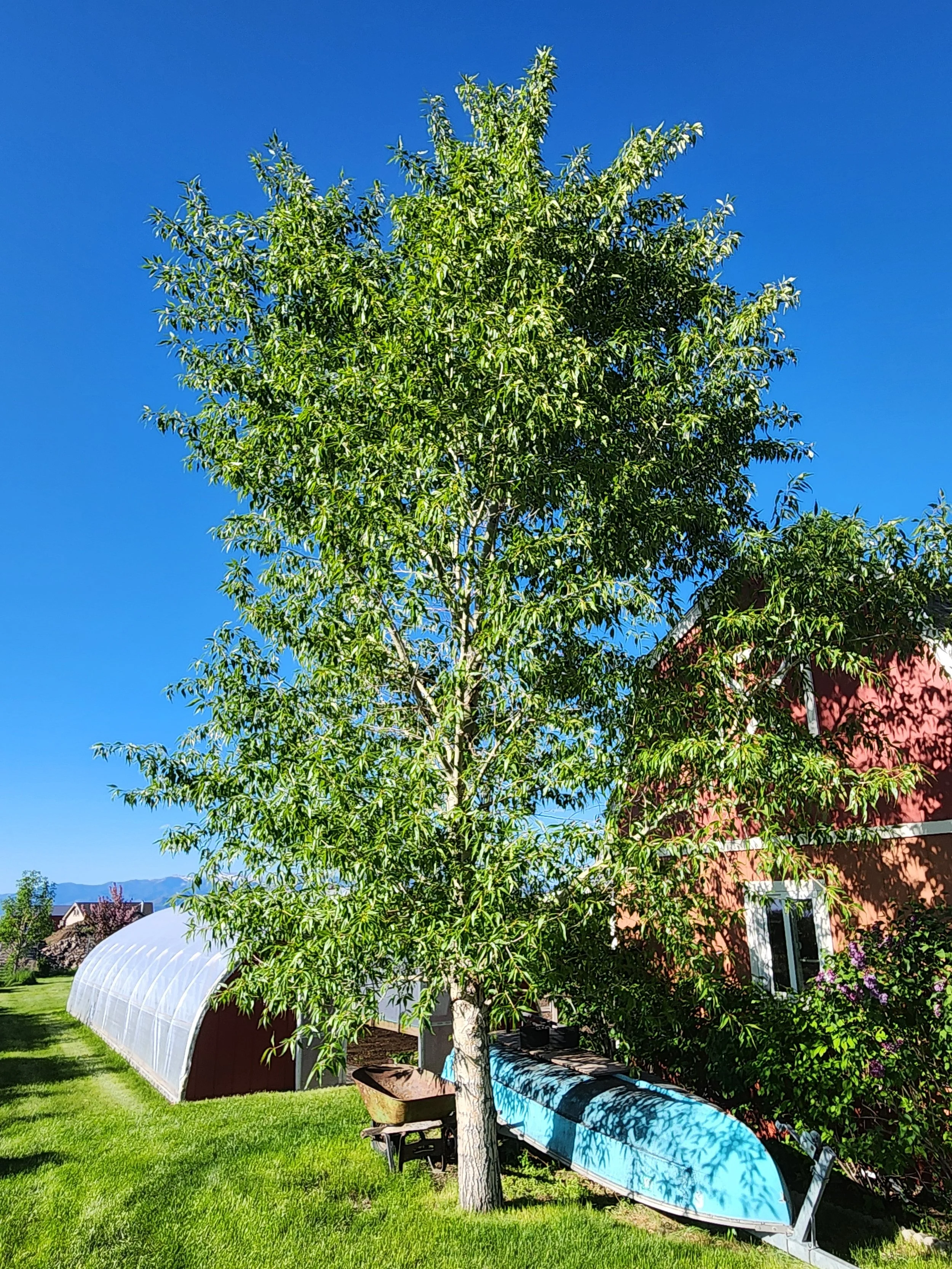 Narrowleaf Poplar - Mature