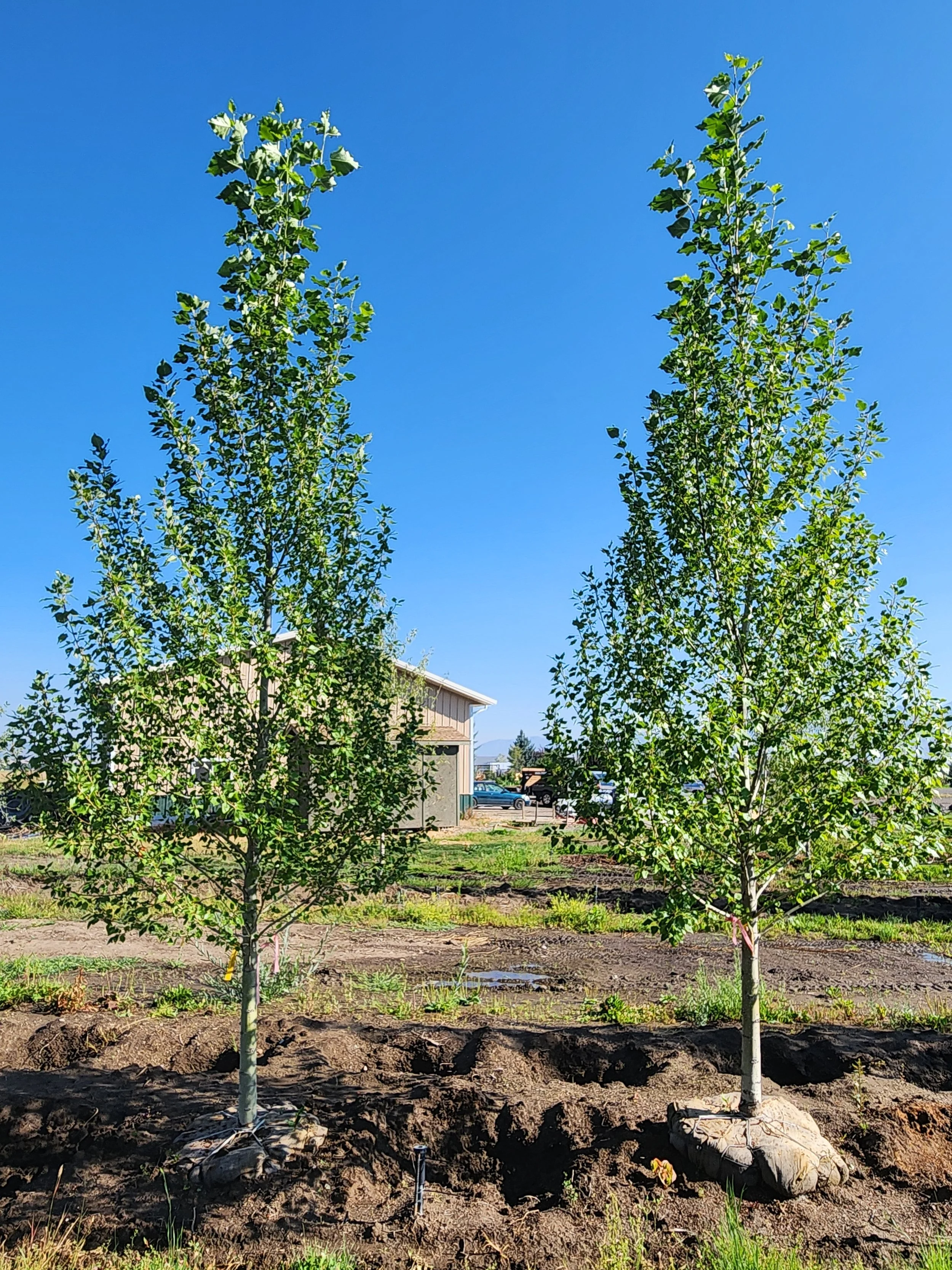 Sungarica Poplar - 2.5  inch