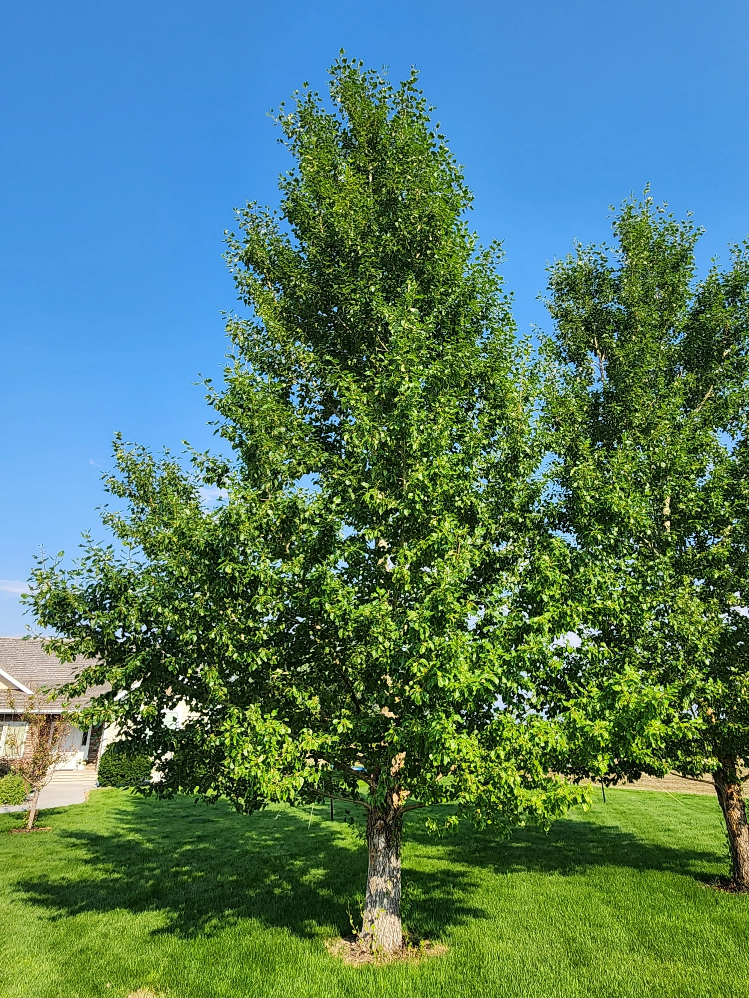 Sungarica Poplar - Mature
