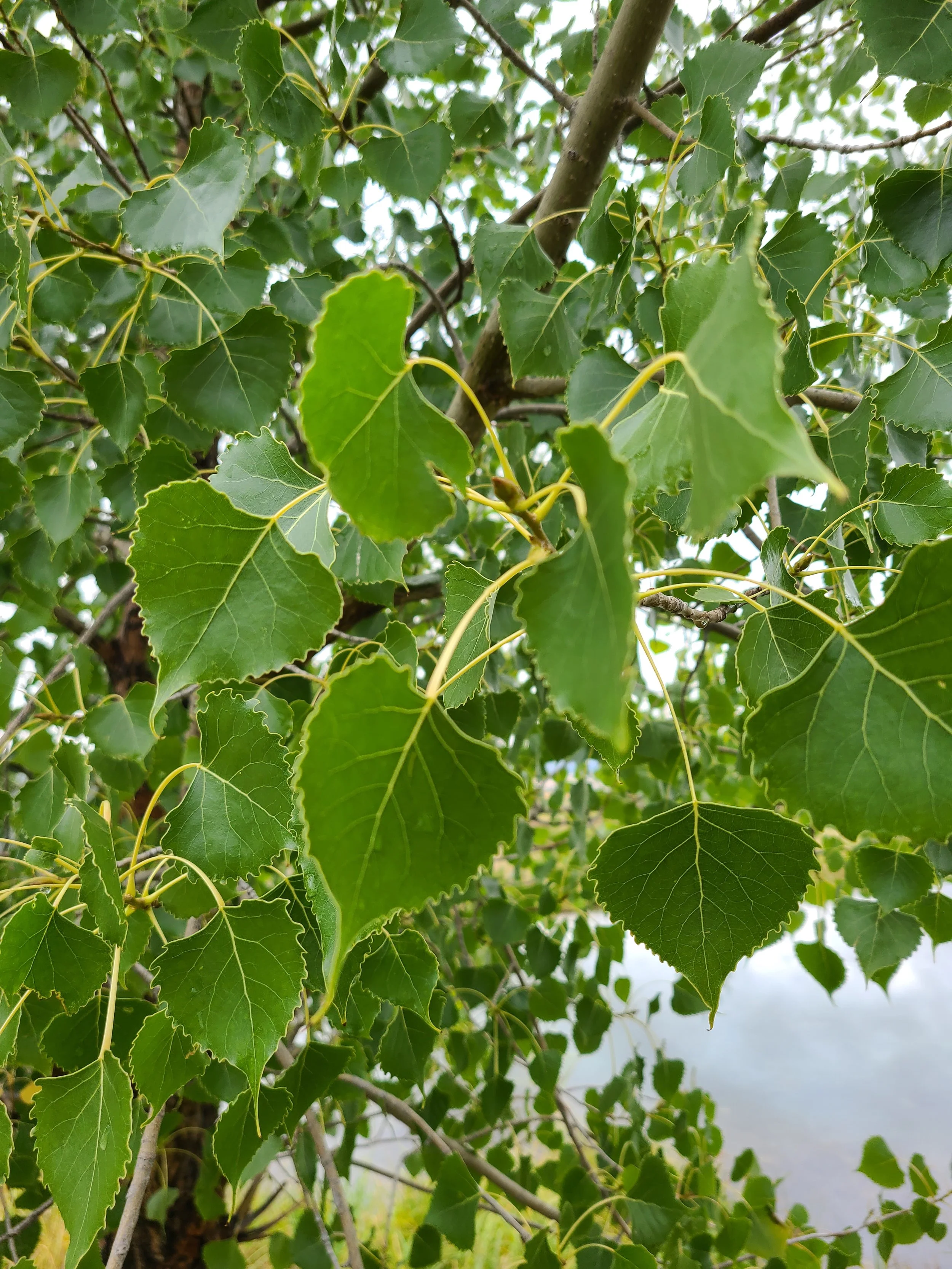Sargent Cottonwood - Leaf
