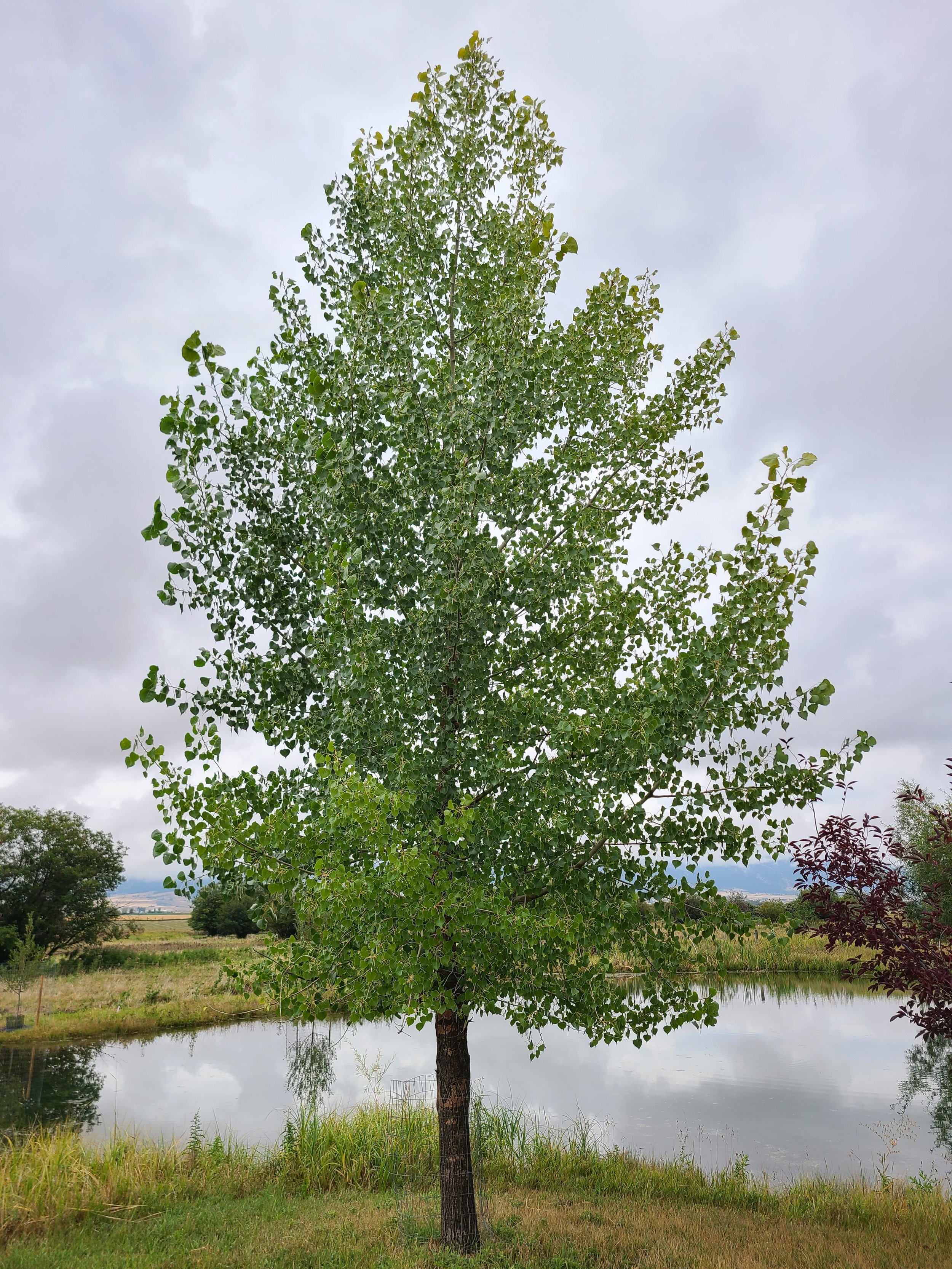 Sargent Cottonwood - Mature