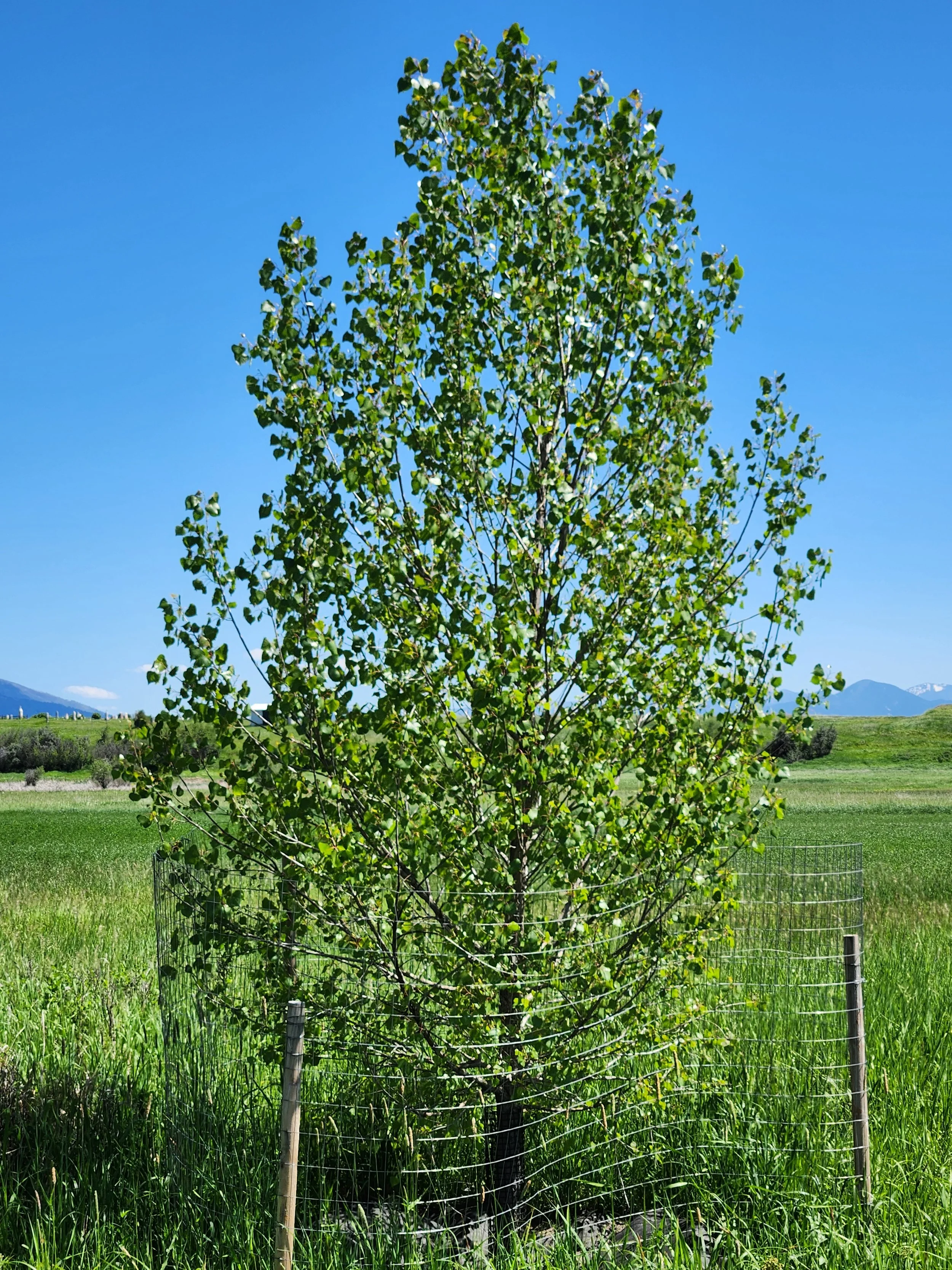 Sargent Cottonwood - Mature