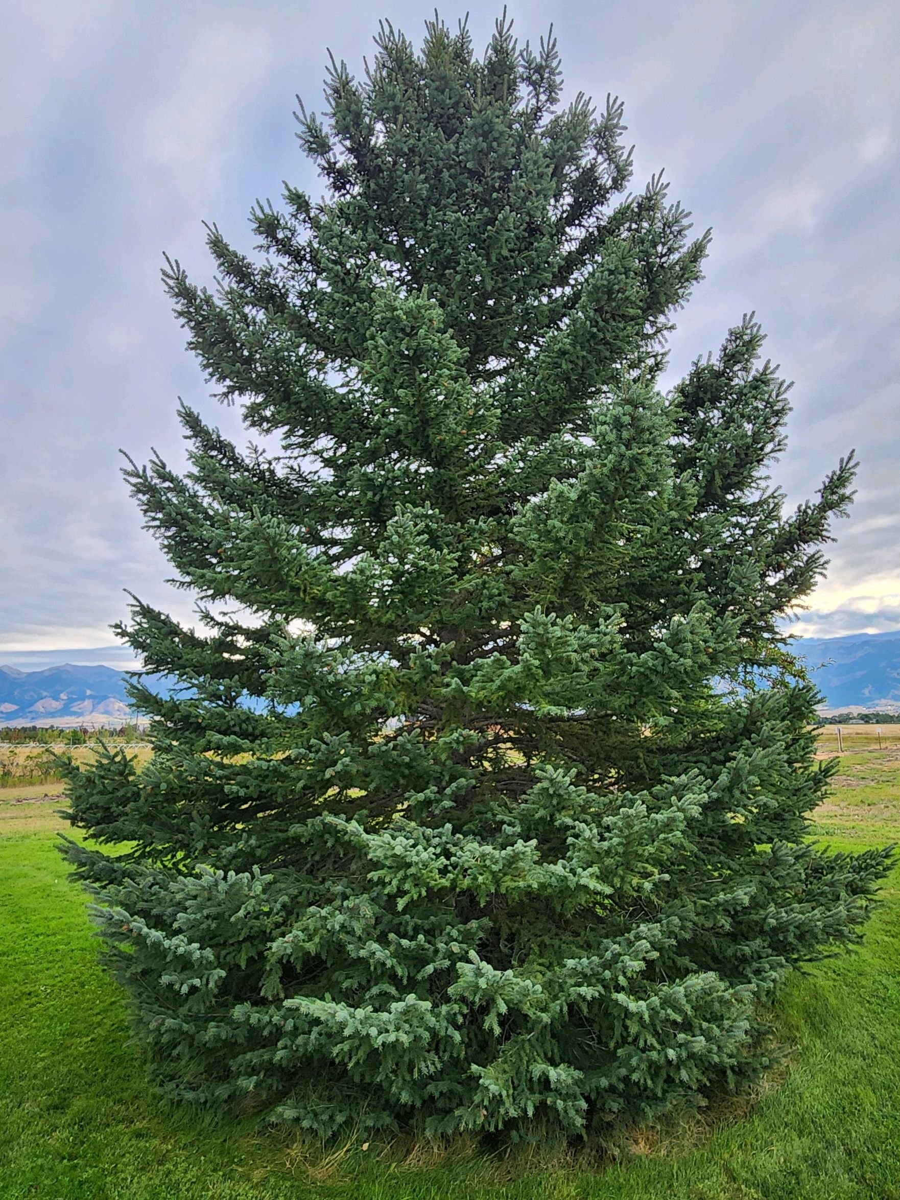 Evergreens