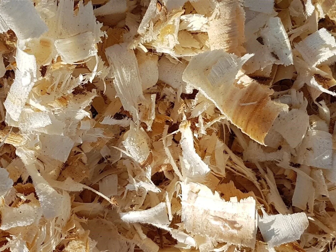 pine+shavings+%282%29.jpg