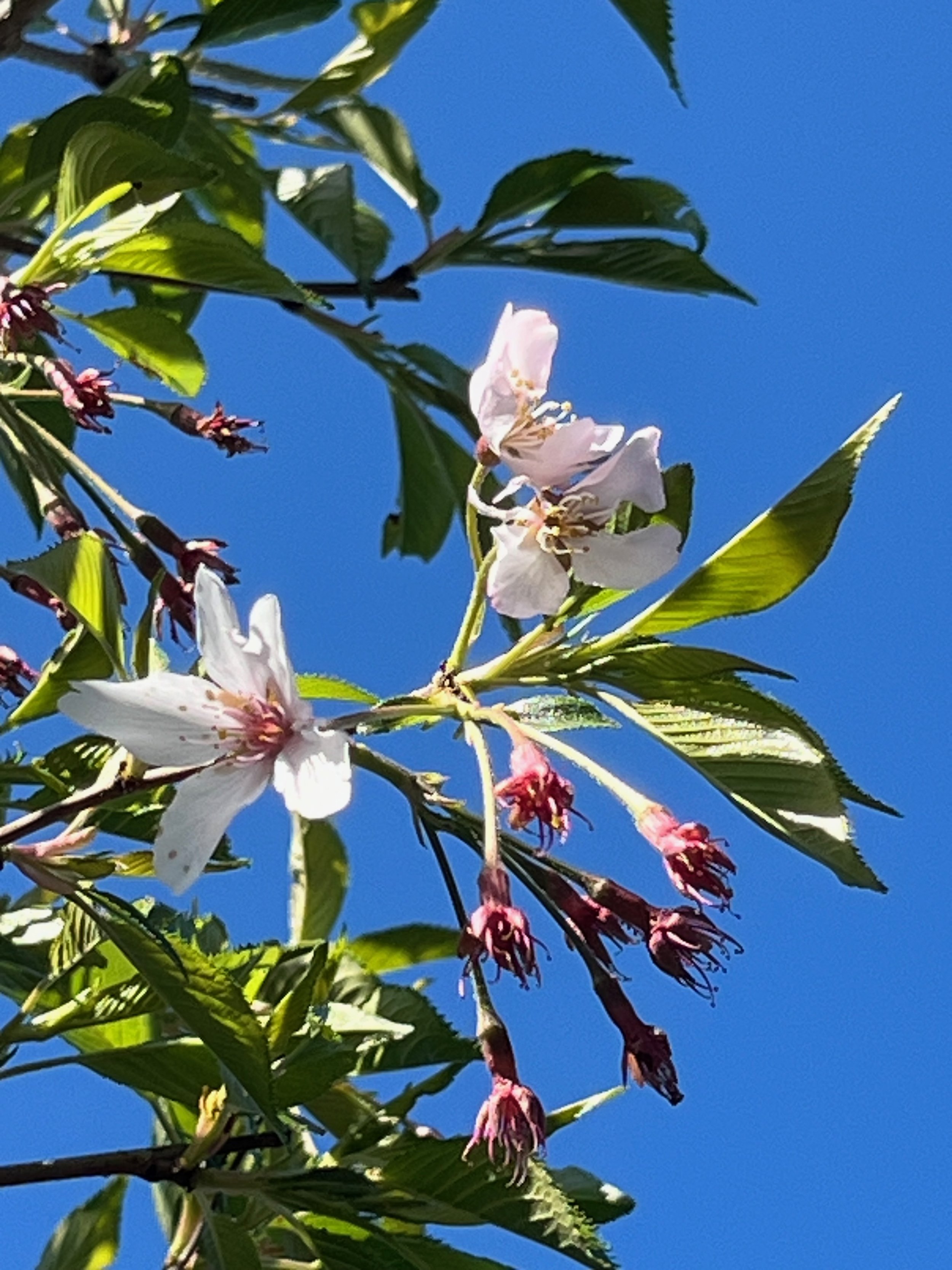 IMG_0907.jpeg