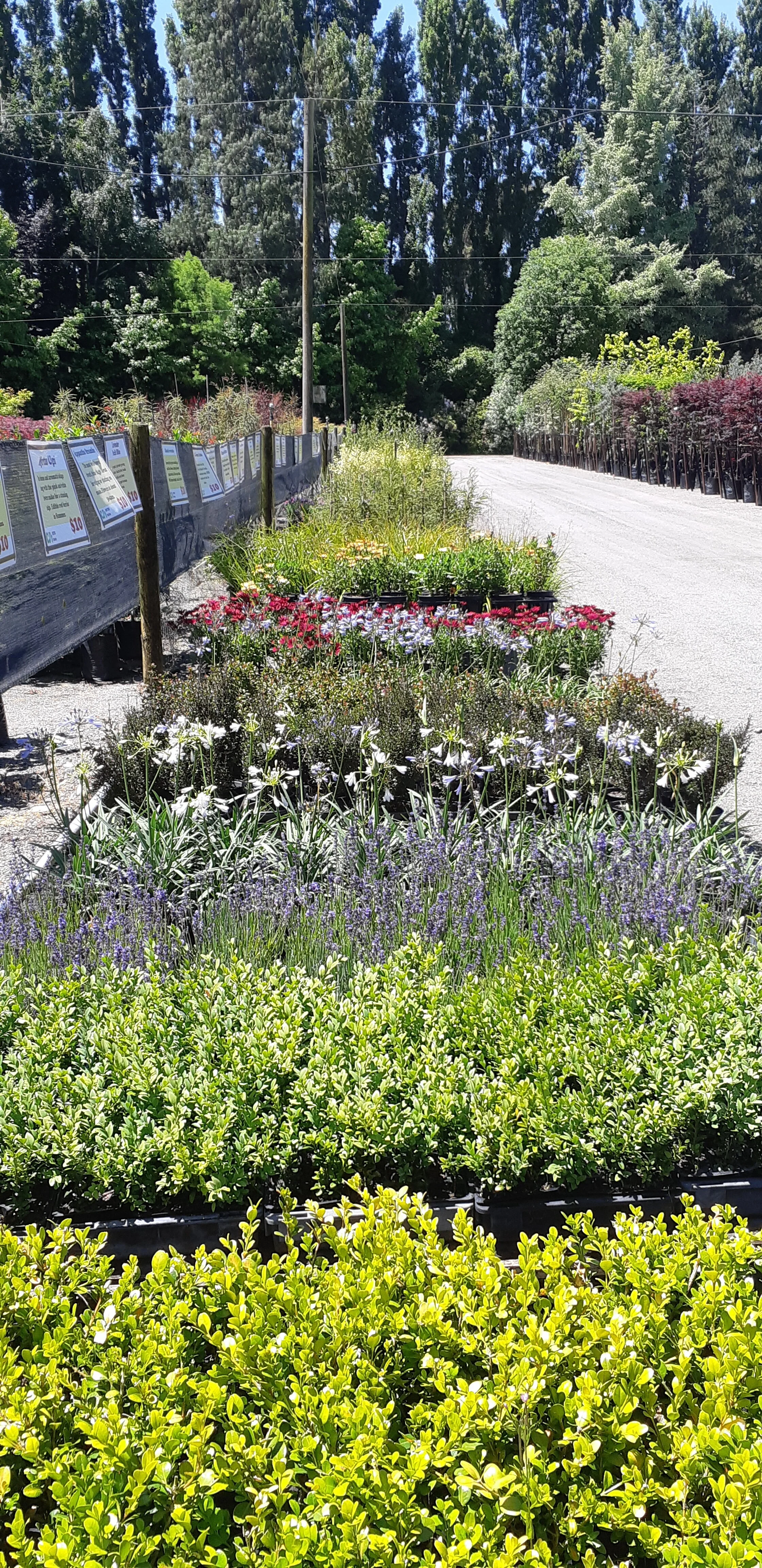 One of the rows in the drive thru nursery