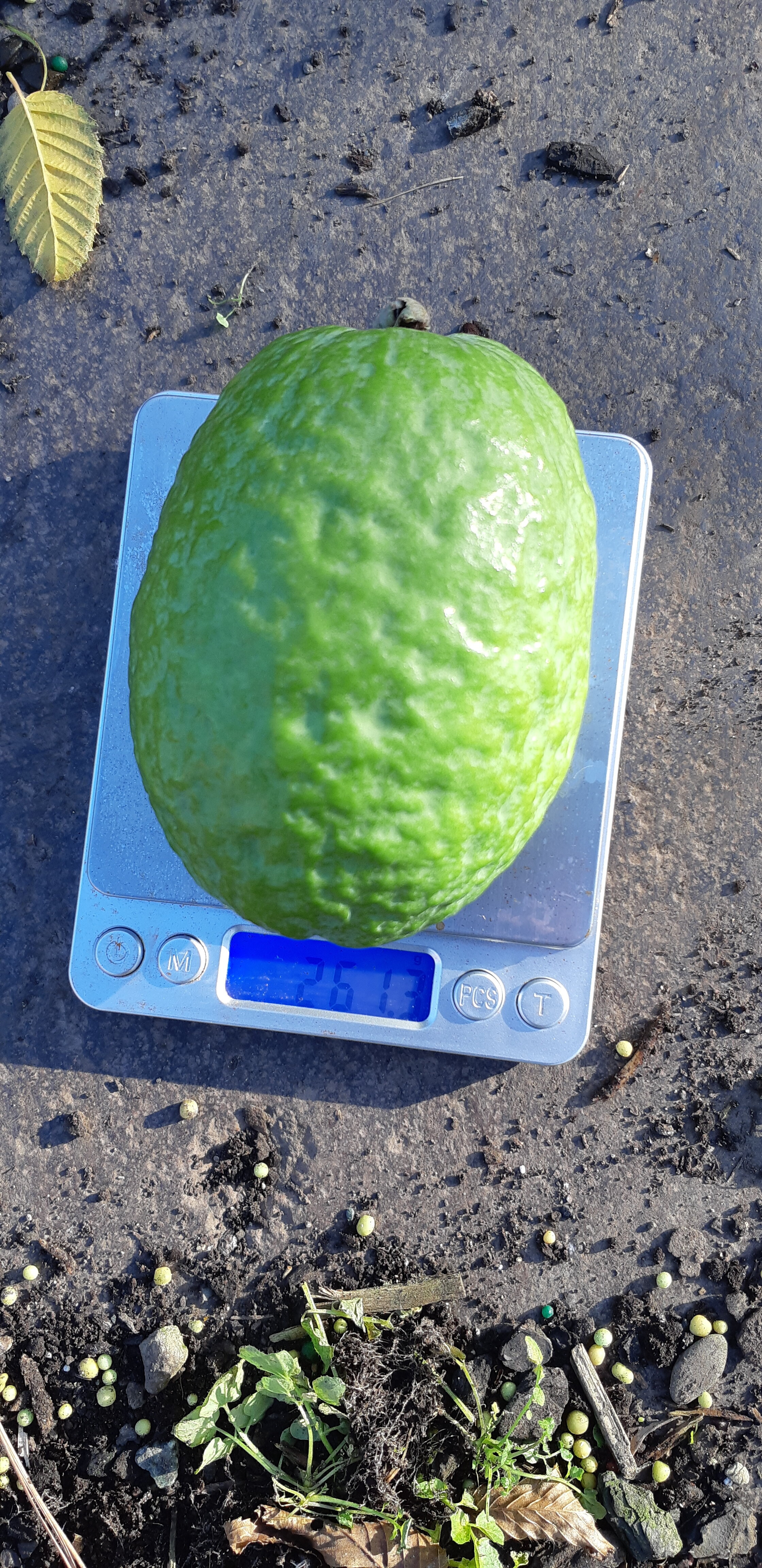 One of our prize Feijoas