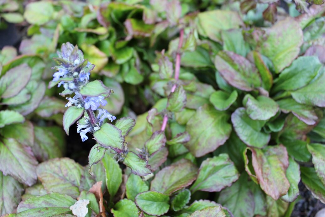 Ajuga 'Jungle Beauty'