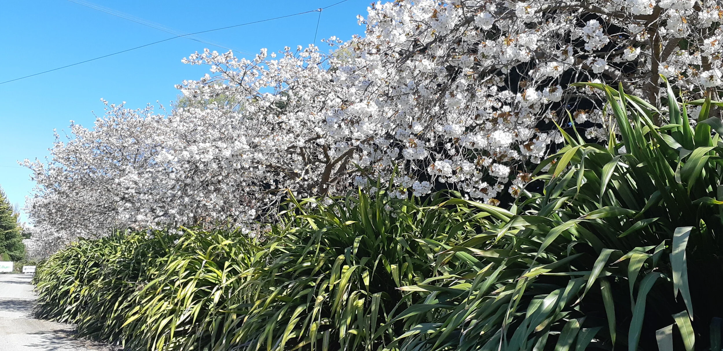 Our Avenue flowering