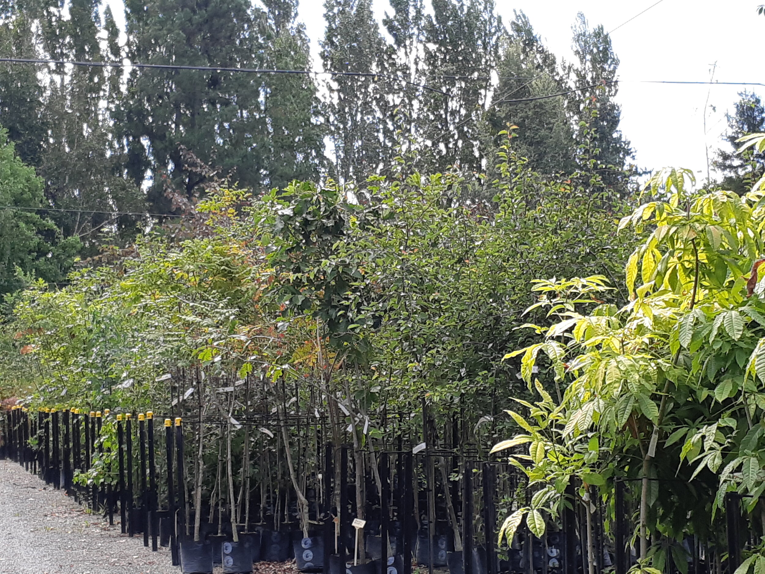 One of the tree rows