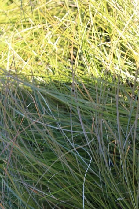 Carex testacea