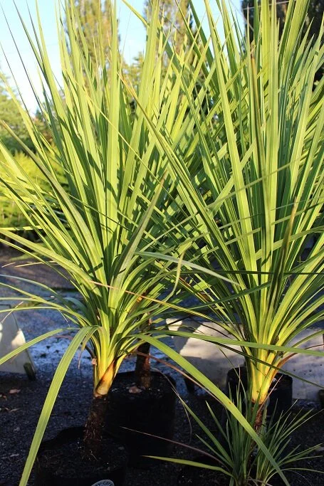 Cordyline australis (NZ Cabbage Tree)