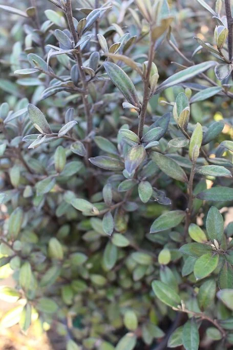 Corokia 'Frosted Chocolate' 
