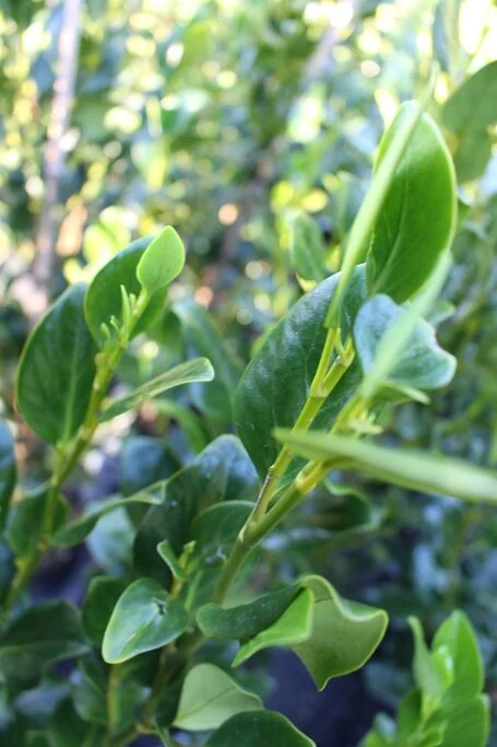 Griselinia 'Ardmore Emerald'