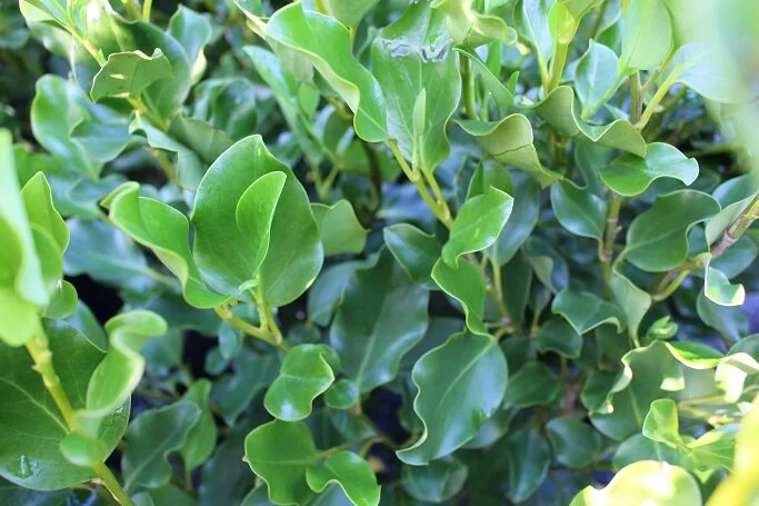 Griselinia 'Broadway Mint'