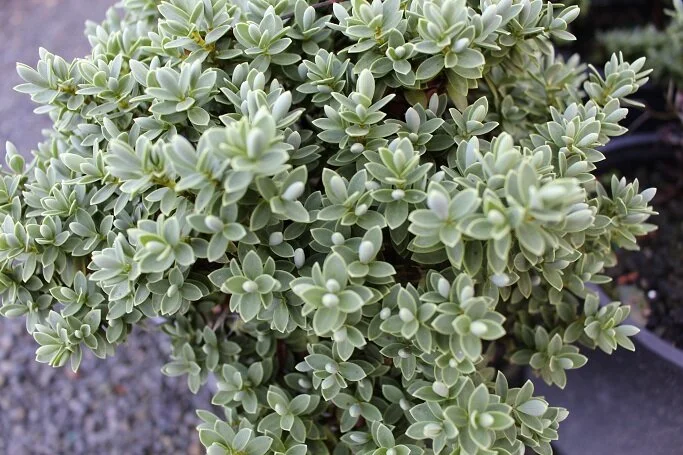 Hebe pinguifolia 'Sutherlandii'