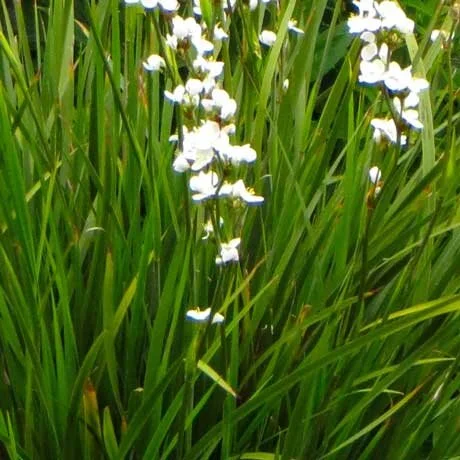 Libertia grandiflora