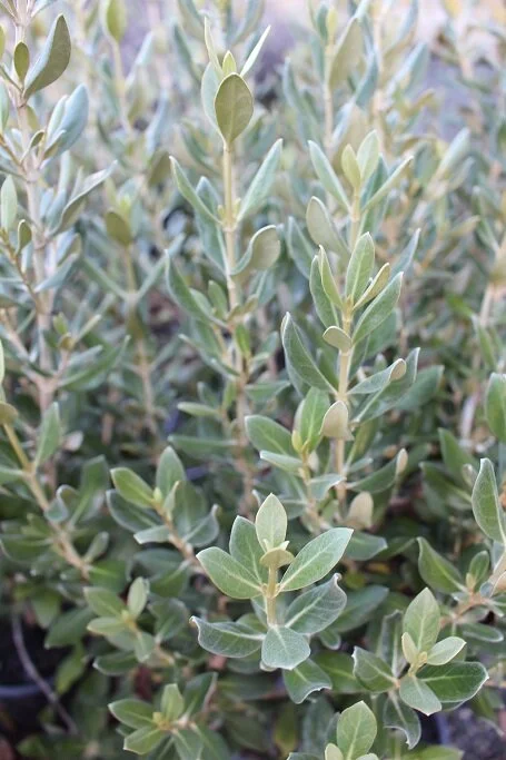 Olearia traverii (Chatham Island Ake Ake)