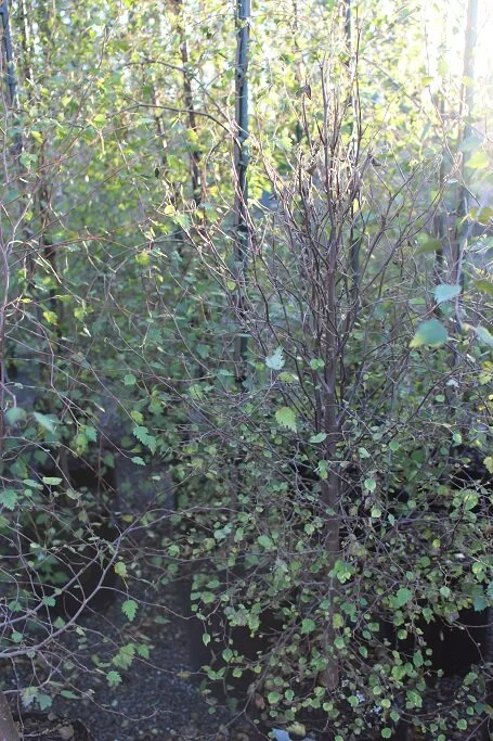 Plagianthus regius (Ribbonwood)