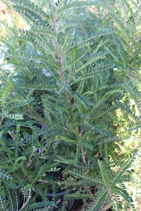 Sophora 'Dragons Gold' (Shrub Kowhai)