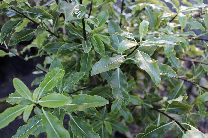 Pittosporum eugenoides (Lemonwood)