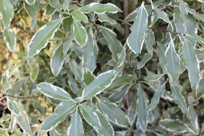 Pittosporum eugenoides 'Variegata' (Variegated Lemonwood)