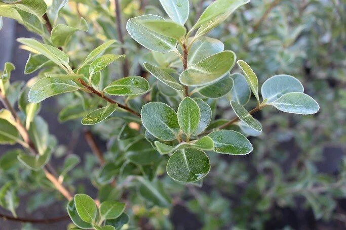 Pittosporum 'Greenscreen'