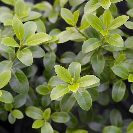 Pittosporum 'Mountain Green'