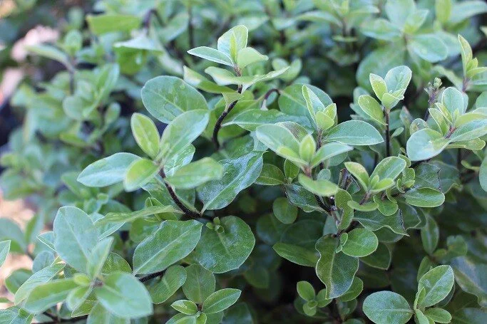 Pittosporum 'Pom Pom'