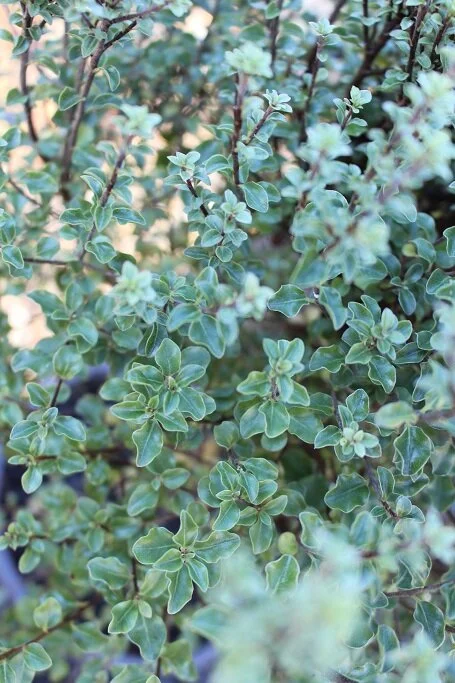 Pittosporum 'Small Ball'