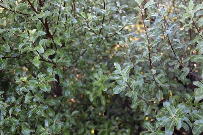 Pittosporum 'Wai-iti'