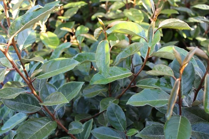 Elaeagnus ebbingei (Silverberry)