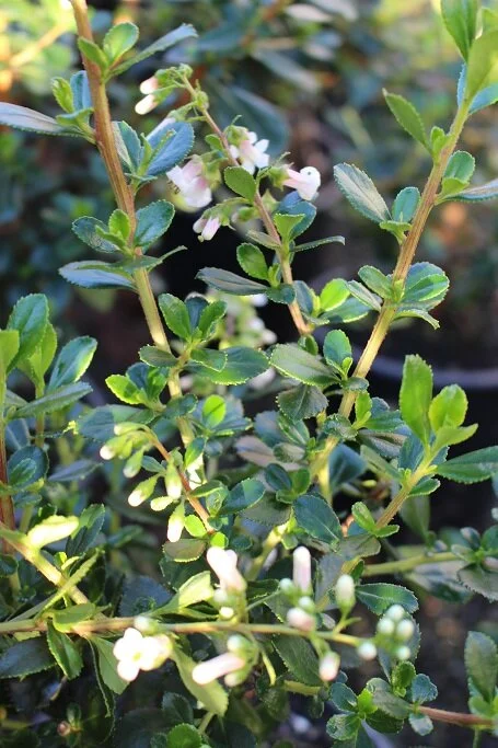 Escallonia 'Apple Blossom'