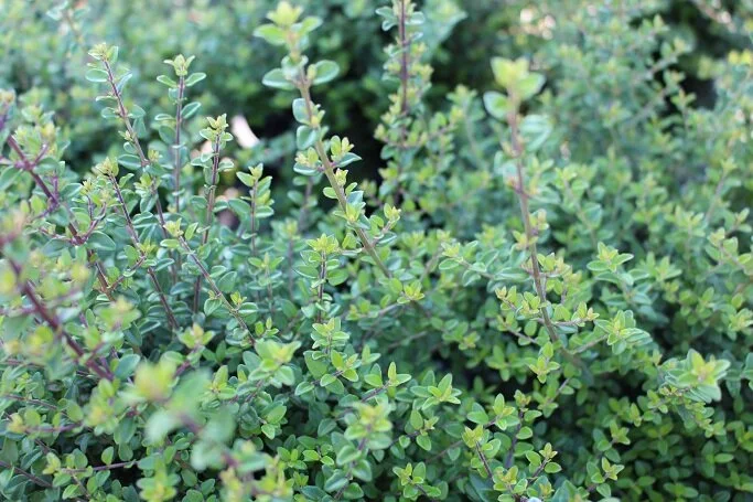Lonicera nitida (Box Honeysuckle)