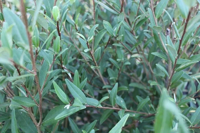 Phebalium squamium (Satinwood)