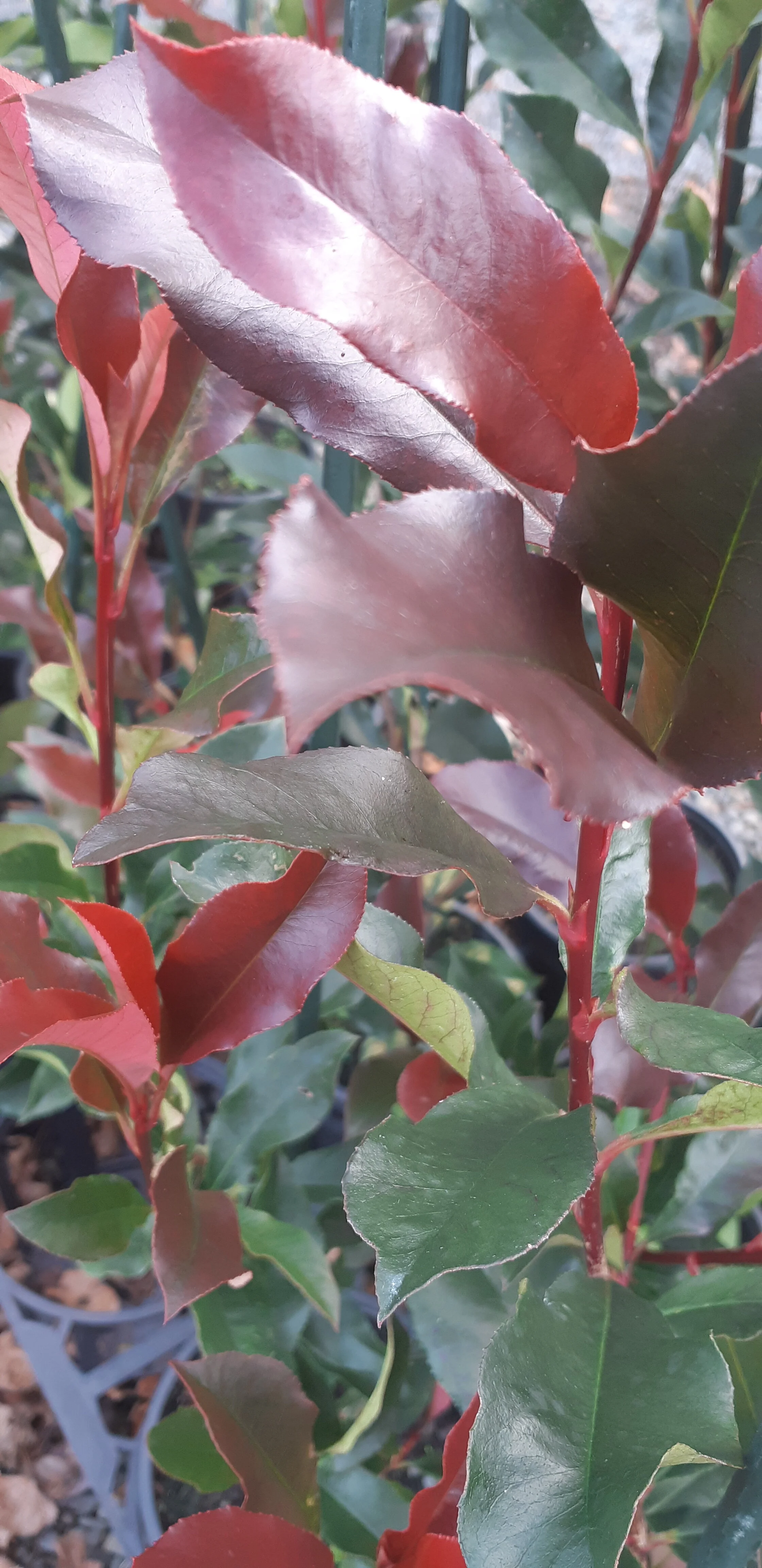 Photinia 'Supa Red'