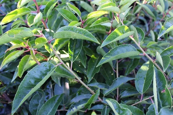 Prunus lusitanica (Portuguese Laurel)