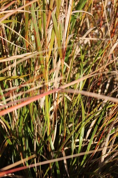 Anemanthele lessoniana (Windgrass)