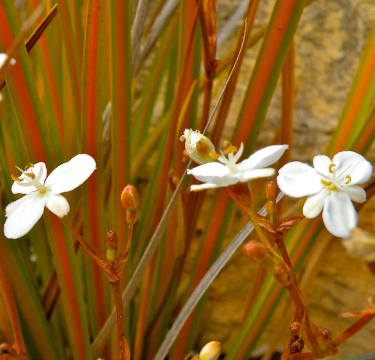 Libertia peregrinans