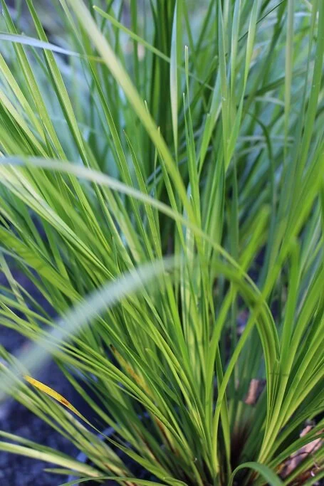 Lomandra 'Tanika'