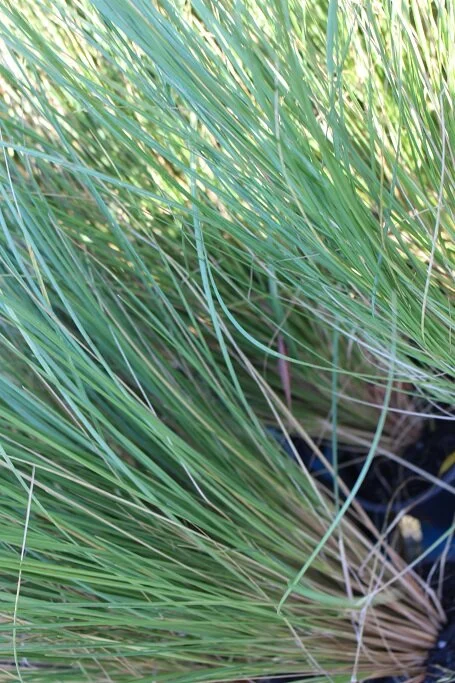 Poa cita (Silver Tussock)