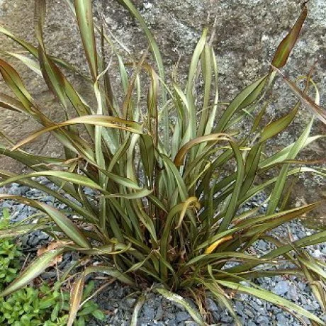 Phormium 'Surfer'
