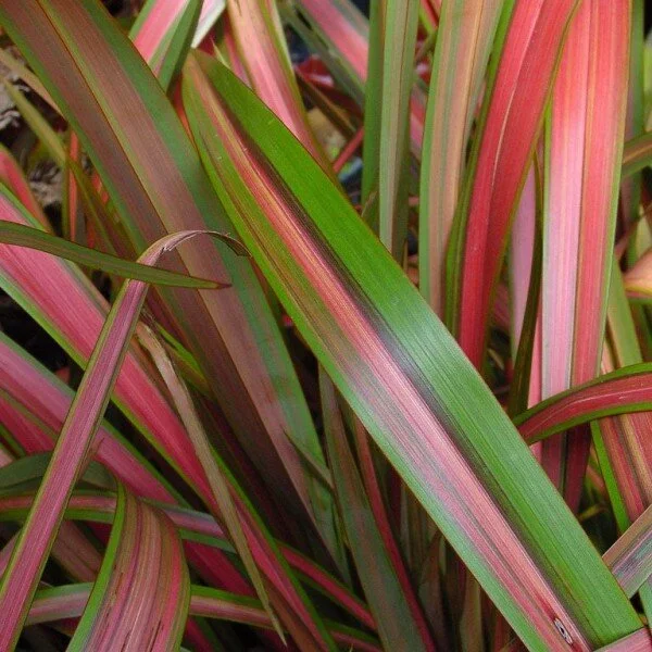 Phormium 'Jester'