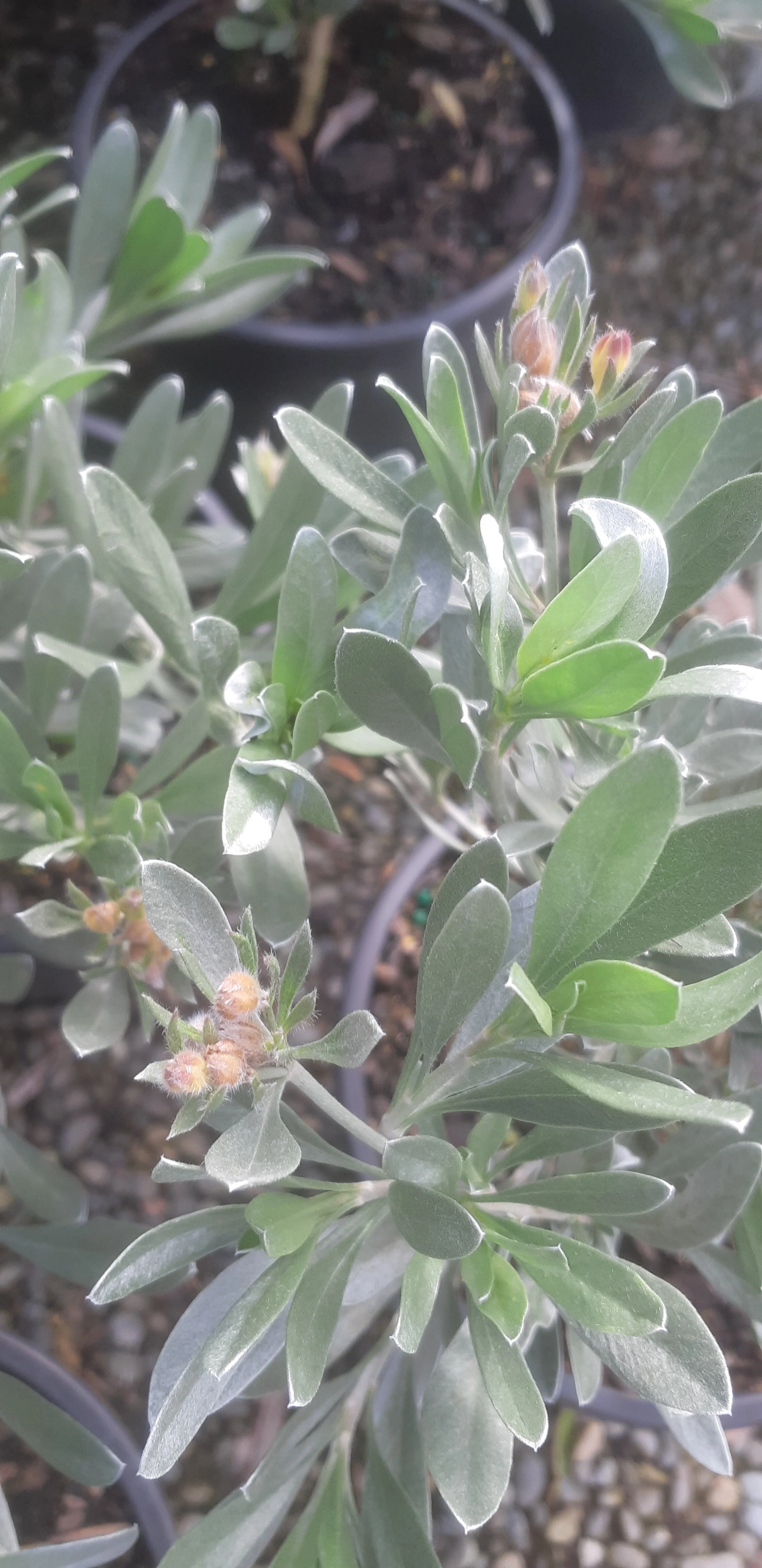 2020-04-03 10.26.52.jpg