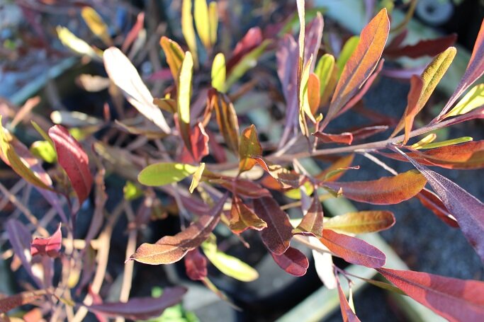 Dodonaea viscosa 'Purpurea' (Purple Ake Ake)