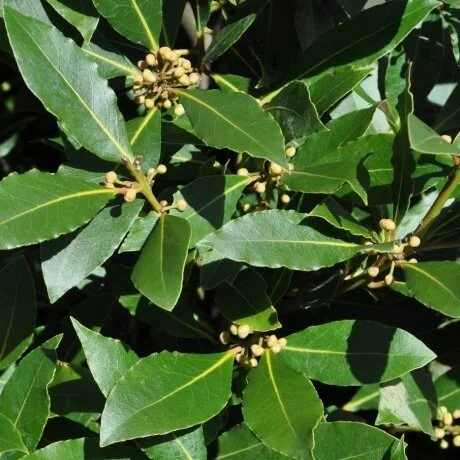 Laurus noblis (Bay Tree)