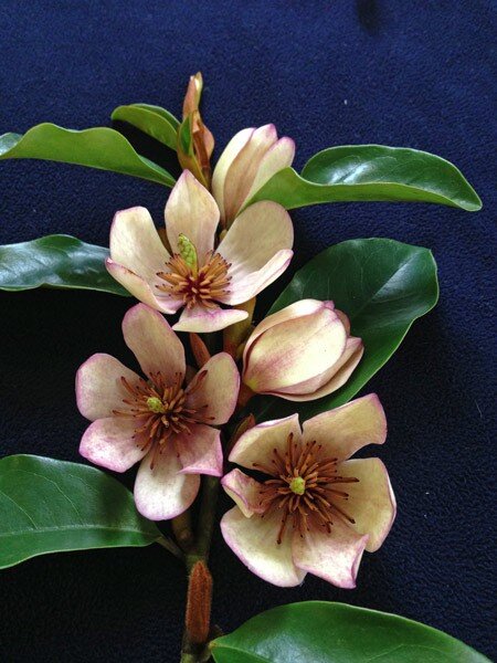 Magnolia 'Princess Cleopatra'